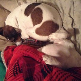 My “Kids” Have Fur Image